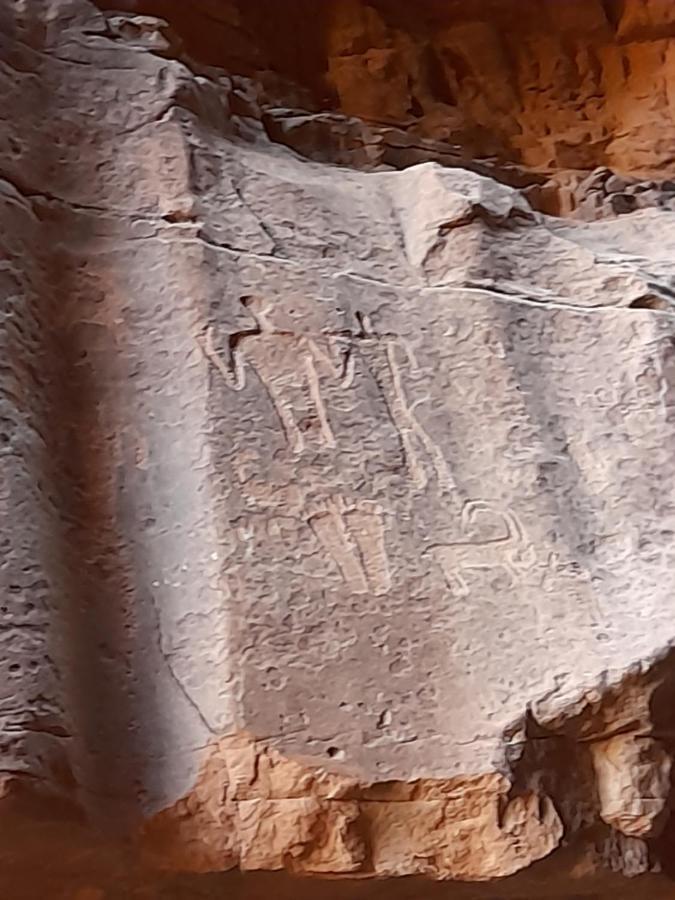 Wadi Rum Camels Camp المظهر الخارجي الصورة