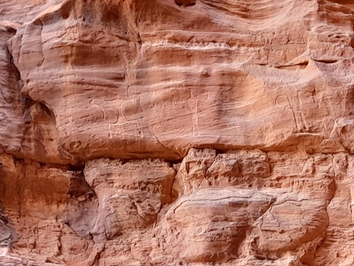 Wadi Rum Camels Camp المظهر الخارجي الصورة