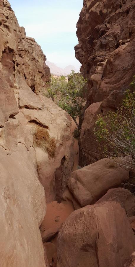Wadi Rum Camels Camp المظهر الخارجي الصورة